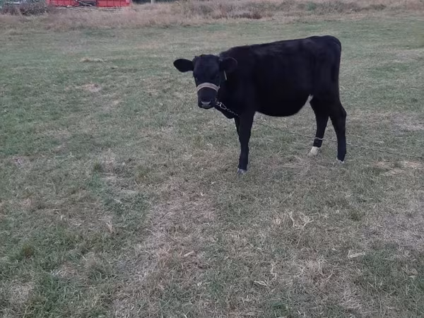 母牛, Aberdeen-Angus