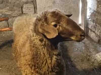Ram, Sheep — photo 3