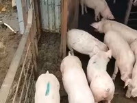 母猪, Pigs — 照片 7