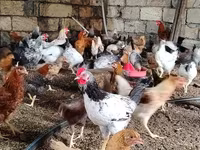 Chickens — foto 5