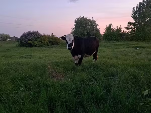 Kuh, Kasachische Weißkopfkuh