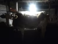 母牛, Cattle — 照片 2