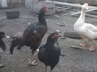 Chickens — 4-rasm