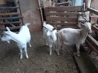Echki, Echkilar — 1-rasm