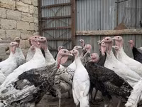 Turkeys — фото 2