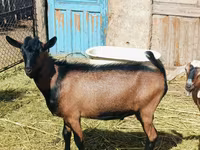 تيس, Nubian Goat — الصورة 2