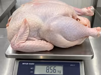 Turkeys — Foto 3