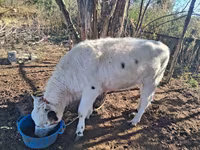 Vaca, Vaca kazaja de cabeza blanca — foto 1
