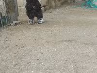 براهما — الصورة 1