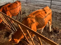 بقرة, Simmental cattle — الصورة 3