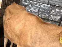 母牛, Swiss cattle — 照片 3