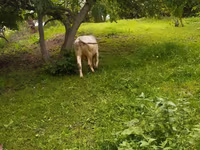 Bulle, Hereford — Foto 3