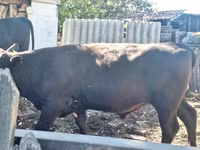 Bulle, Aberdeen-Angus — Foto 2