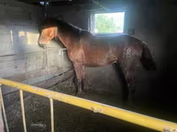 公马, Horses — 照片 2