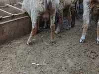 绵羊（批次，未指定性别）, Sheep — 照片 1