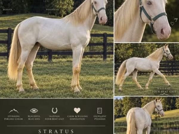 Caballo, Rocky Mountain Horse