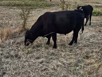 Bulle, Aberdeen-Angus — Foto 4
