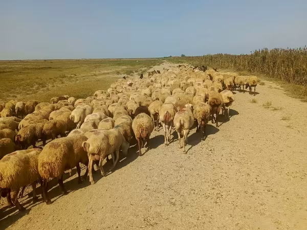 Oveja, Ovejas