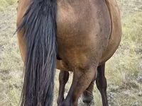 Stute, Kazakh horse — Foto 6