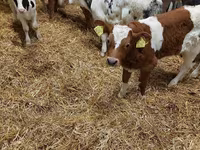 Toro, Vaca Limousin — foto 4