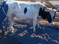 Toro, Simmental cattle — foto 6