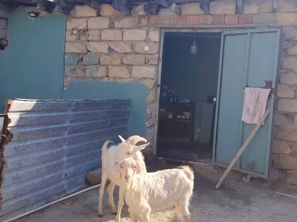 Cabra, Saanen goat