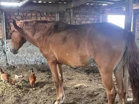 Toychoq, Kazakh horse — 1-rasm