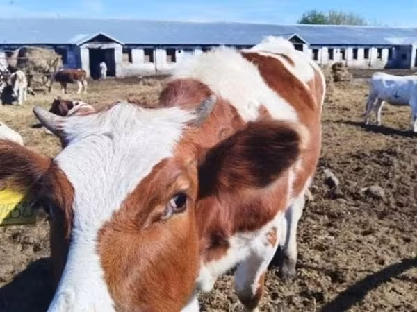 Rasa Holstein
