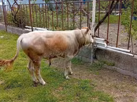 Toro, Ganado vacuno — foto 1