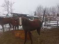 Madyan, Atlar — foto 8
