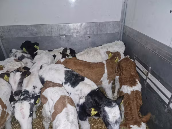 Bulle, Simmental cattle