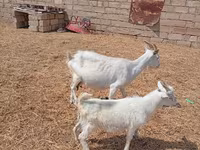 Теке, Saanen goat — 5-сурет