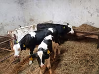 Корова, Russian Black pied cattle — фото 1
