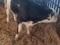Bulle, Simmental cattle — Foto 1