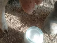 عنزة, الماعز — الصورة 3