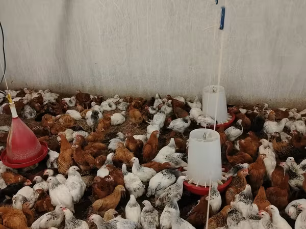 Chickens