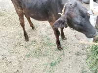 गाय, मवेशी — फ़ोटो 7
