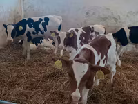 Bull, Cattle — photo 1