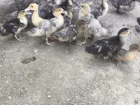 Ducks — foto 3