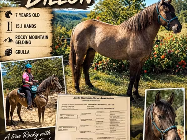 Caballo, Rocky Mountain Horse