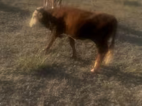 Bull, Kazakh White-headed cow — photo 4