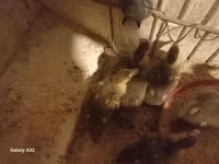 Ducks — फ़ोटो 1