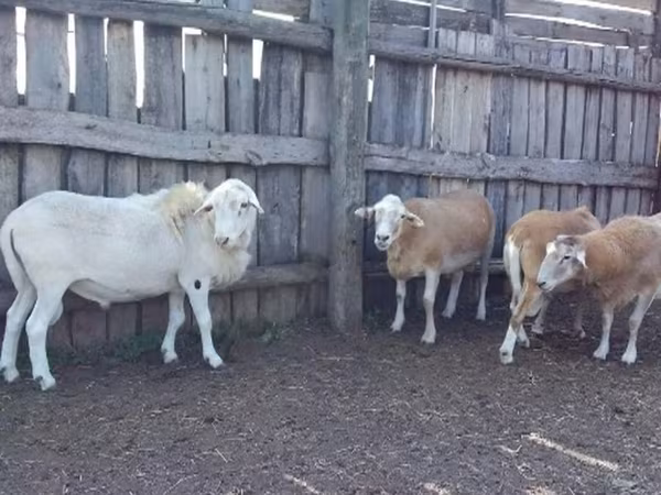 Баран, Katum sheep