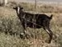 تيس, Alpine goat — الصورة 7