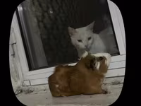 Ginepig +yuvasş + su qabısı ile birlikde sadece 60 manat Məhsul — Foto 5