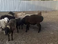 Qoʻchqor, Hissar sheep — 6-rasm