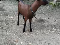 Qoç, Qoyunlar — foto 4