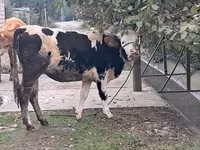 Buğa, Simmental cattle — foto 8