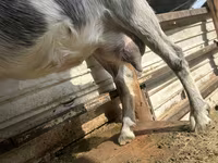 बकरी, Alpine goat — फ़ोटो 2