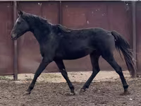 公马, Kazakh horse — 照片 7